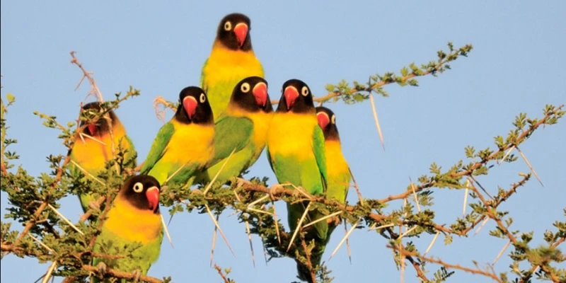 Best Time for Birdwatching in Tanzania