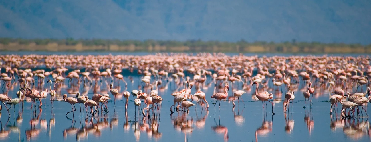 Where to See Flamingoes in Northern Tanzania