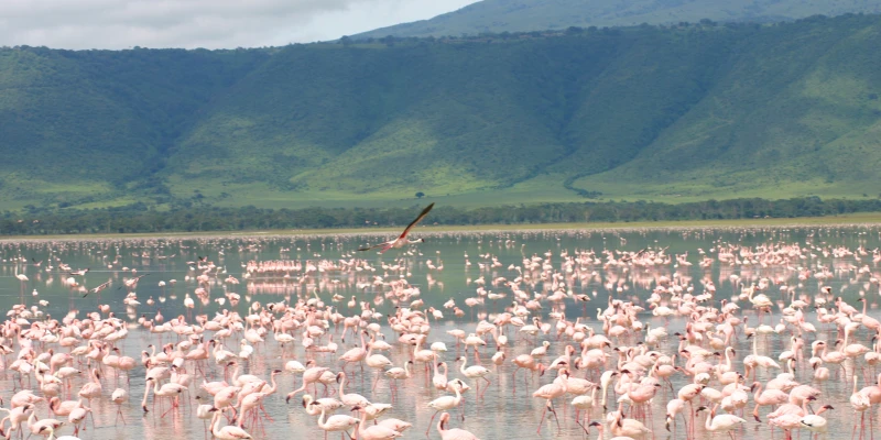 Lake Magadi – Ngorongoro Crater