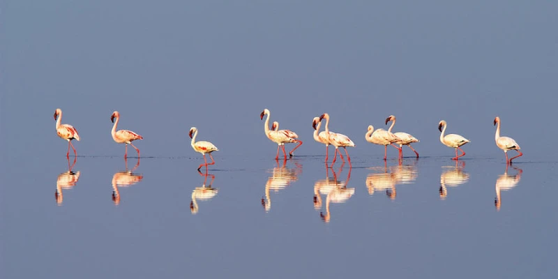 When Is the Best Time to See Flamingoes in Northern Tanzania