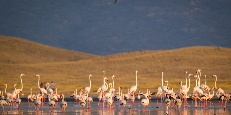 Pair Flamingoes with a Northern Tanzania Safari
