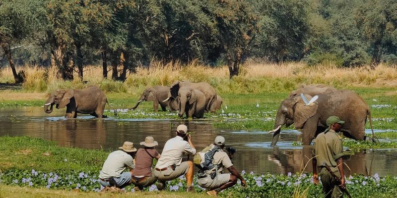 What Is a Walking Safari