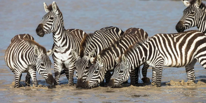 1. Wildlife Safety — Respect and Distance Are Key