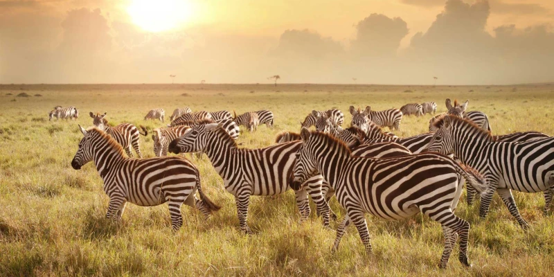 6. Tips for a Safe and Enjoyable Safari