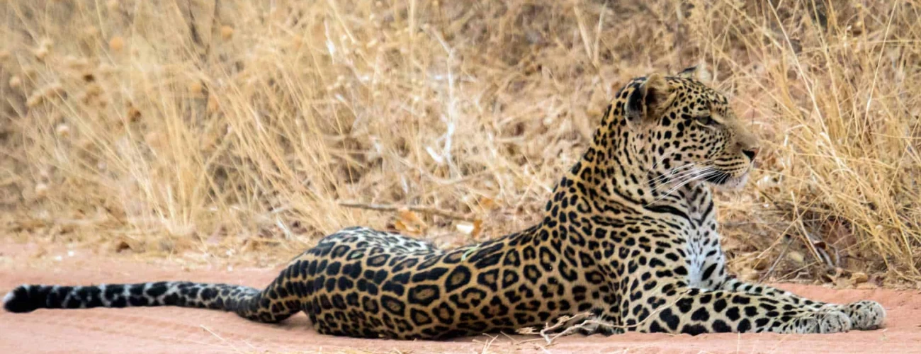 What Animals Will You See on a Wildlife Safari in Ruaha and Nyerere National Park?