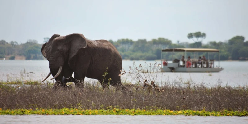 Nyerere National Park — Rivers, Floodplains, and Diverse Wildlife