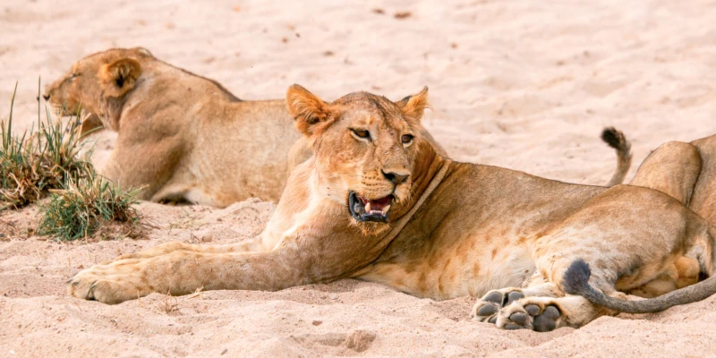 Ruaha National Park — The Southern Safari Gem