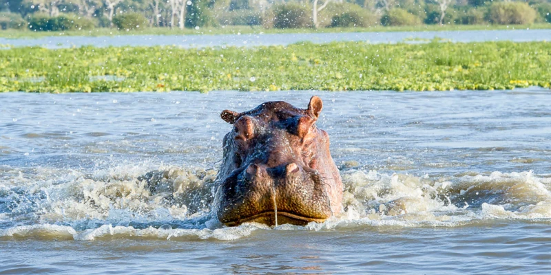 Tips for Spotting Wildlife