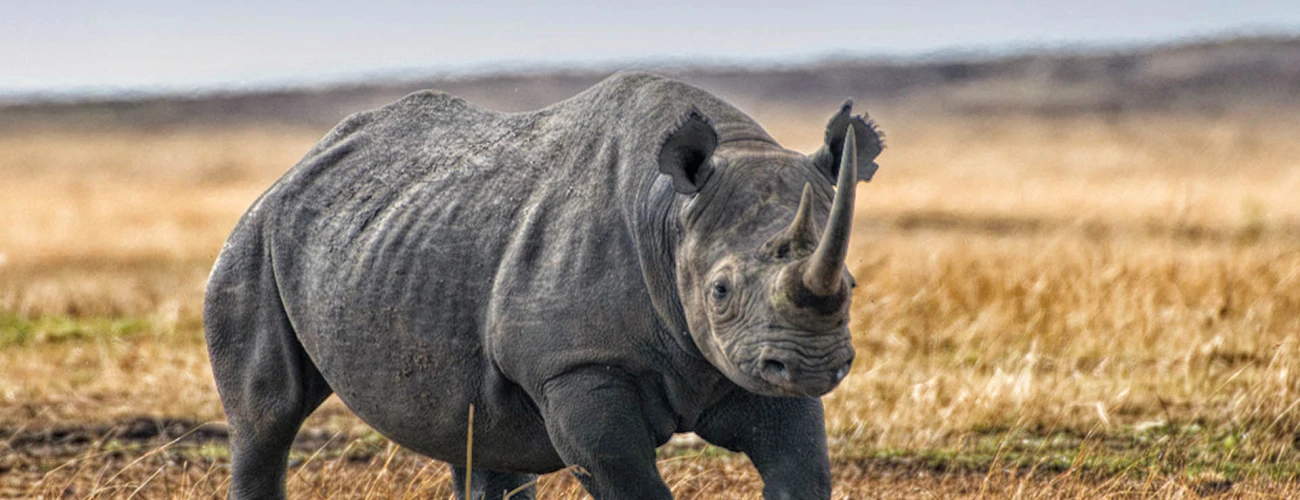 A Deep Dive into Tanzania’s Most Rewarding Northern Safari Circuit