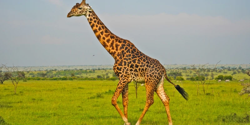 Tarangire National Park-Where Wildlife Follows the River
