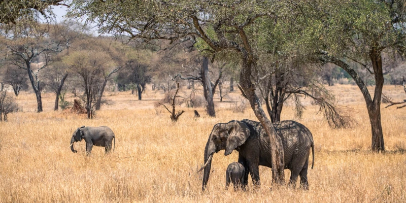 Ngorongoro Crater-A Self-Contained Wildlife World
