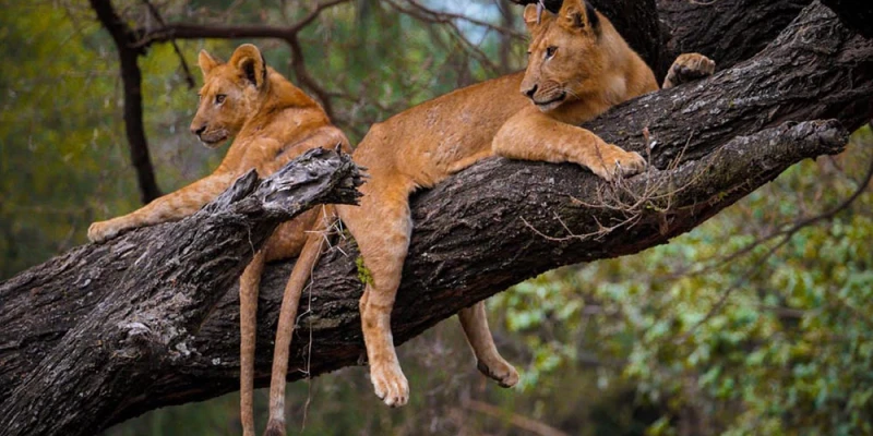 Lake Manyara National Park- A Study in Ecological Diversity