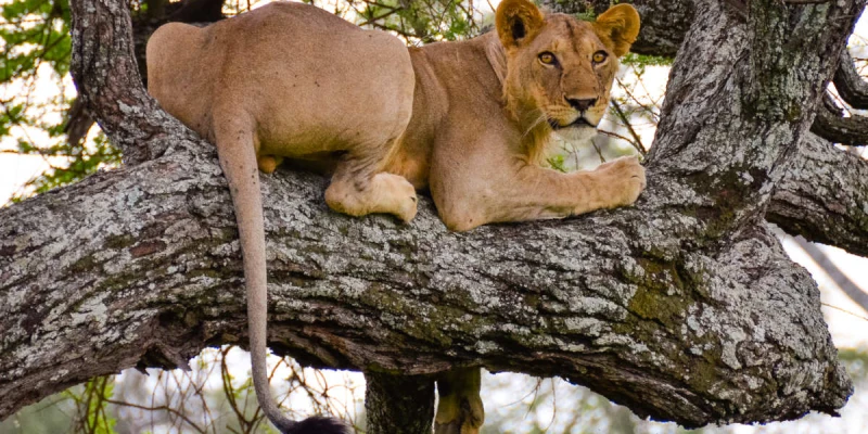 Ideal Safari Length and Travel Flow