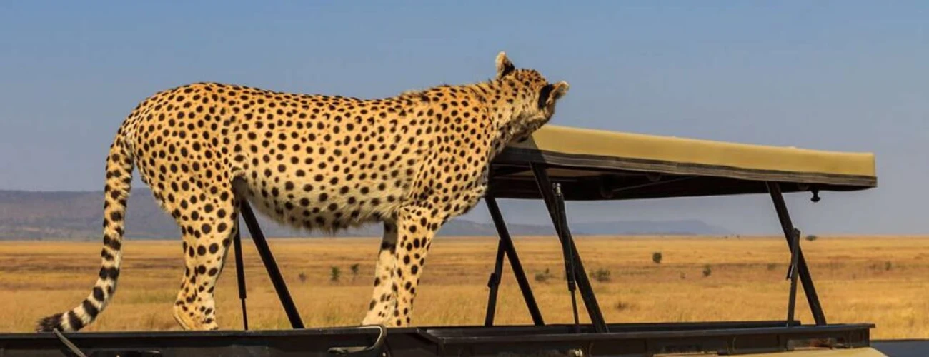 Our Top 10 Best Tanzania Safari Tours