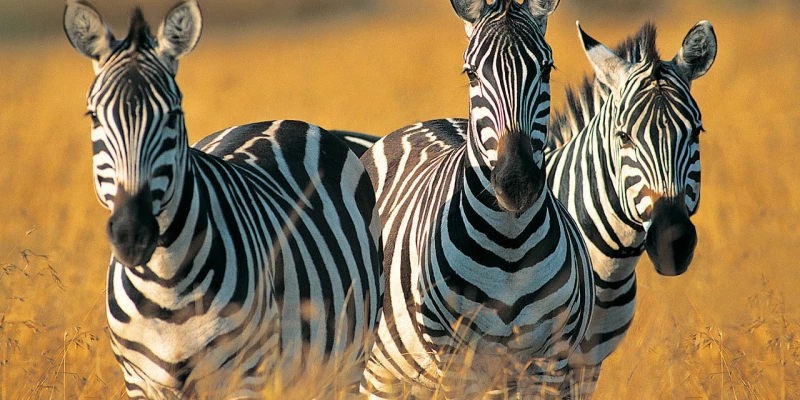 3. The Southern Wild Frontier