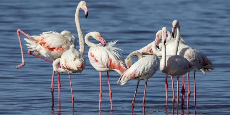 4. Northern Express Safari