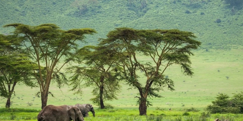 Signature Tanzania Experiences