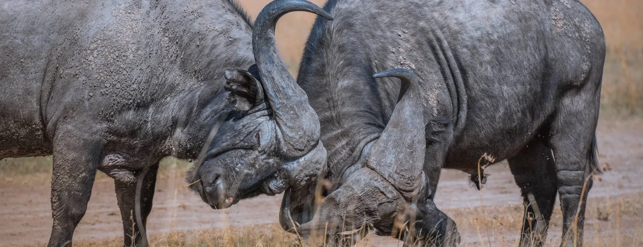 The Big Five in Tanzania