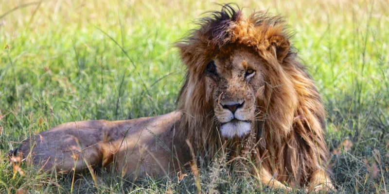 Lion – The King of the Savannah