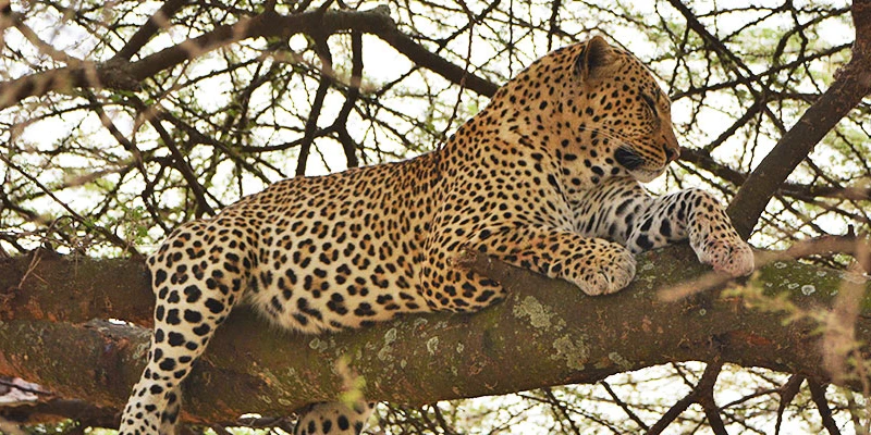 Leopard – The Elusive Beauty