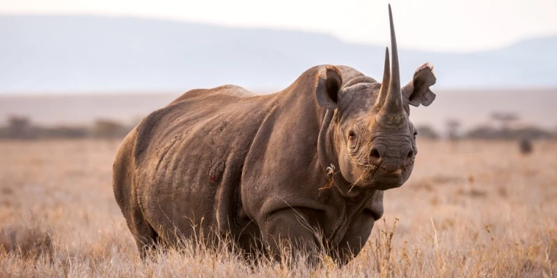 Rhinoceros – The Rare Giant