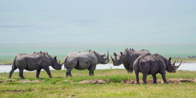 Best Time to See the Big Five