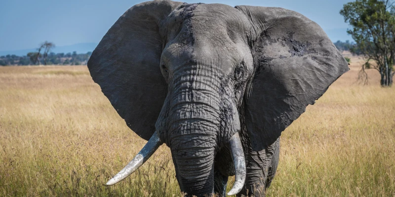 Elephant – The Gentle Giant