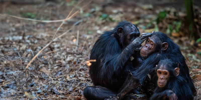 Where to Go Chimpanzee Trekking in Tanzania