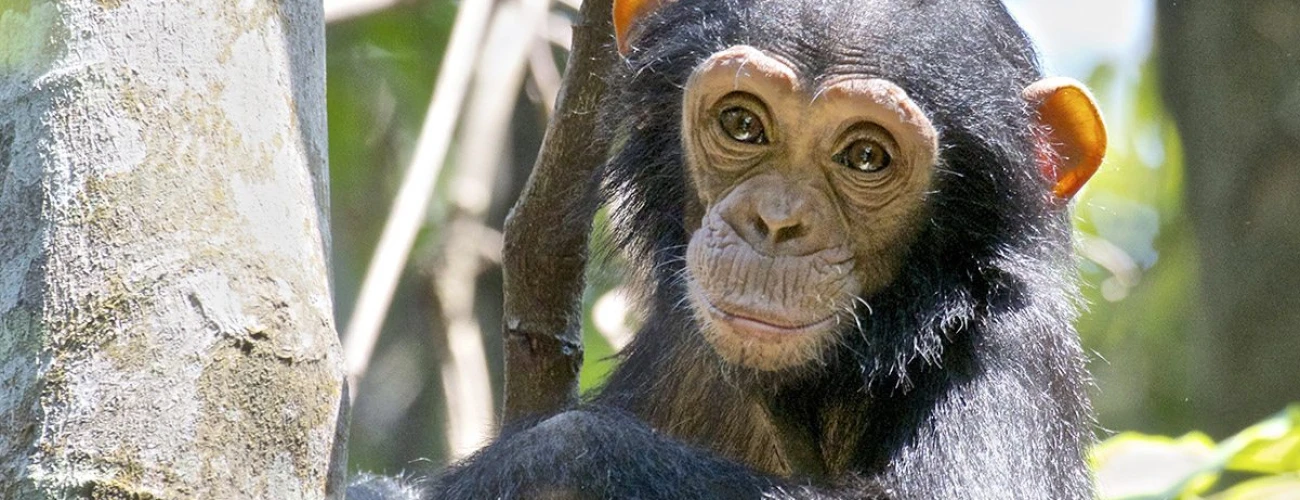 In the Footsteps of Jane Goodall Chimpanzee Trekking in Tanzania