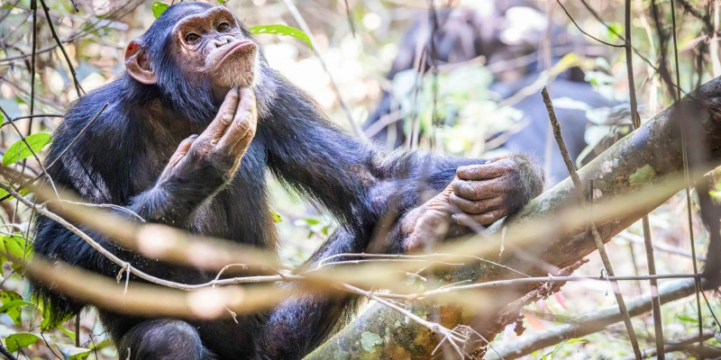What Is Chimpanzee Trekking?