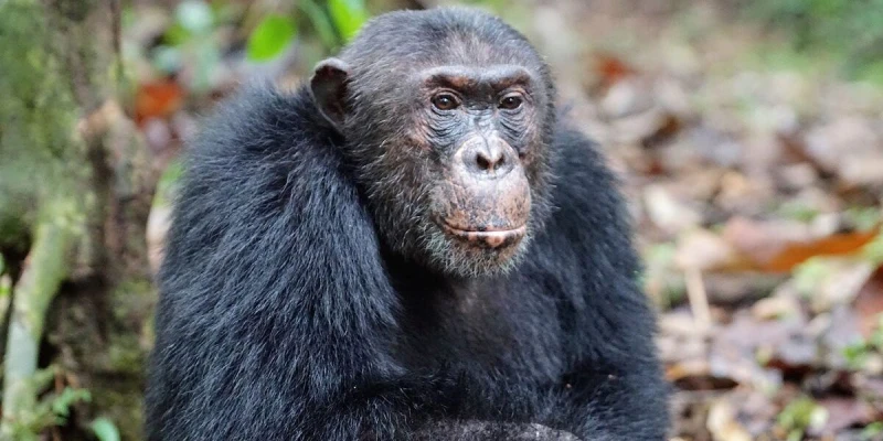 Best Time for Chimpanzee Trekking in Tanzania