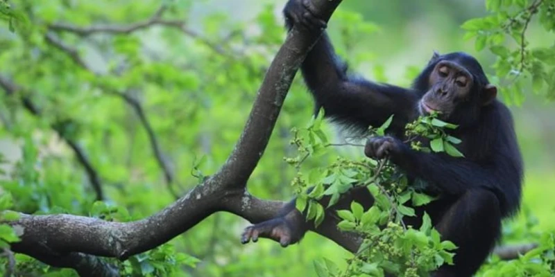 What Makes Chimpanzee Trekking So Special?