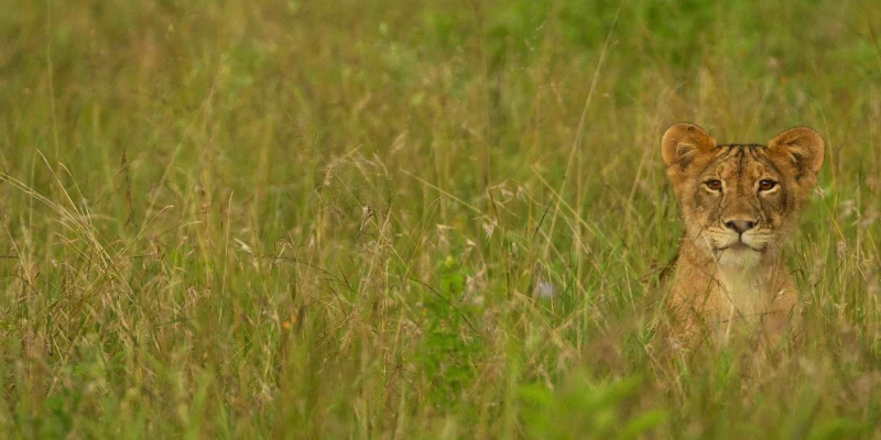 Lion – The Icon of the African Plains