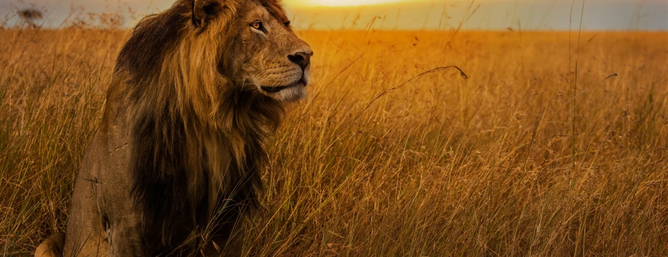 The Best Parks to See Big Cats in Tanzania