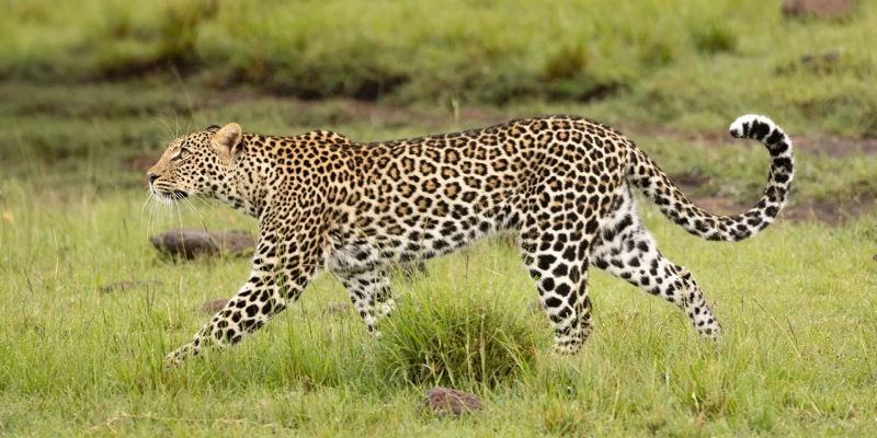 Leopard – The Master of Stealth