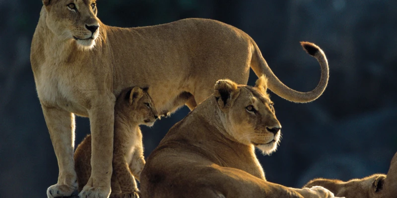 Best Time to See Big Cats in Tanzania