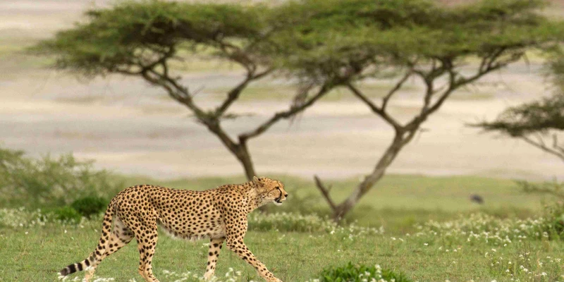 Cheetah – The Fastest Land Animal