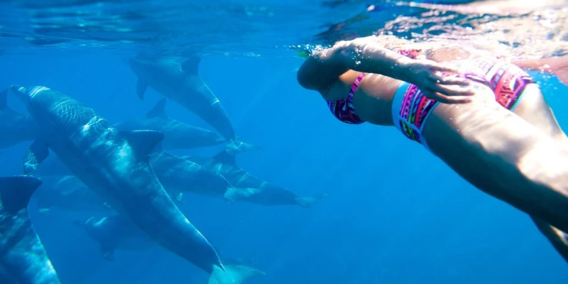 Responsible Dolphin Encounters