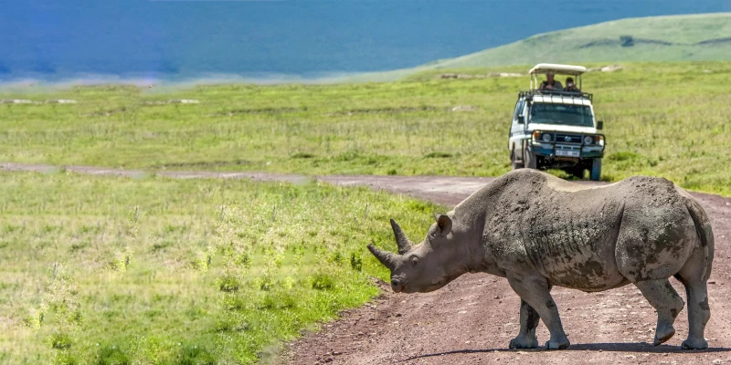 Ideal for First-Time and Experienced Safari Travelers