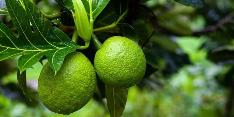 Zanzibar Spice Farm Tour – A Sensory Experience