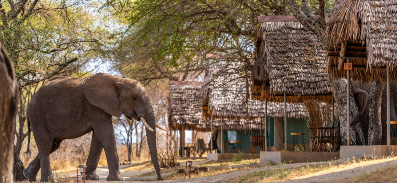 Tarangire Safari Lodge