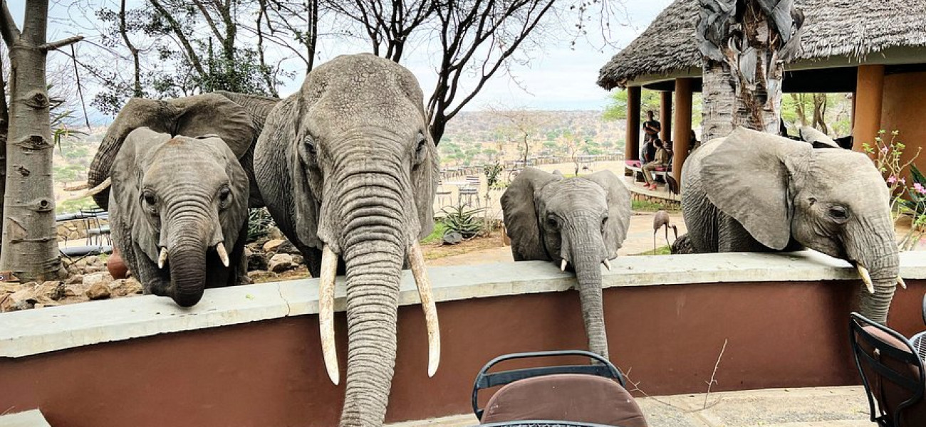 Tarangire Safari Lodge