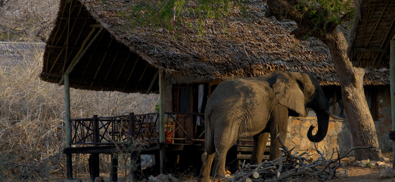 Ruaha River Lodge