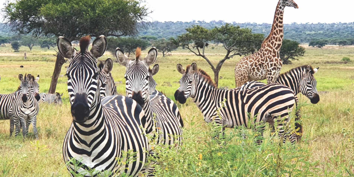 Tarangire National Park