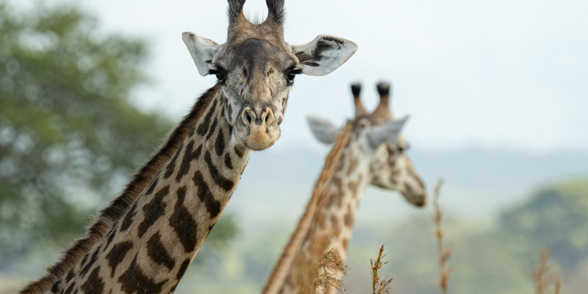 Mikumi National Park