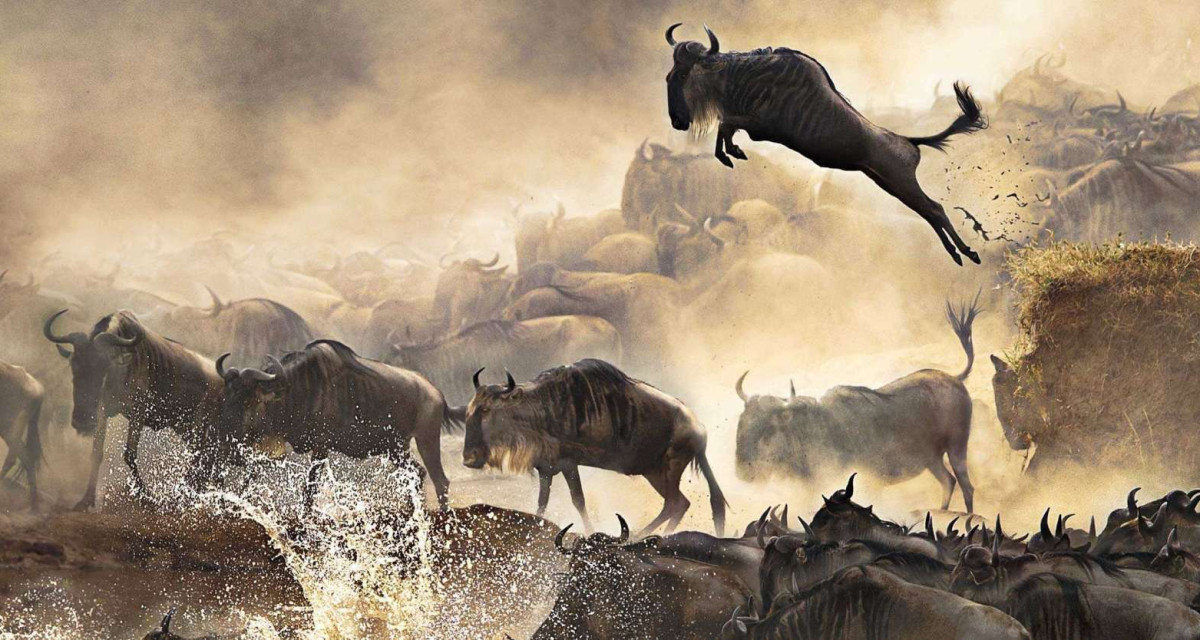 The Great Wildebeest Migration