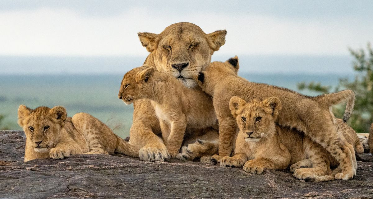 Big Five Game Drives