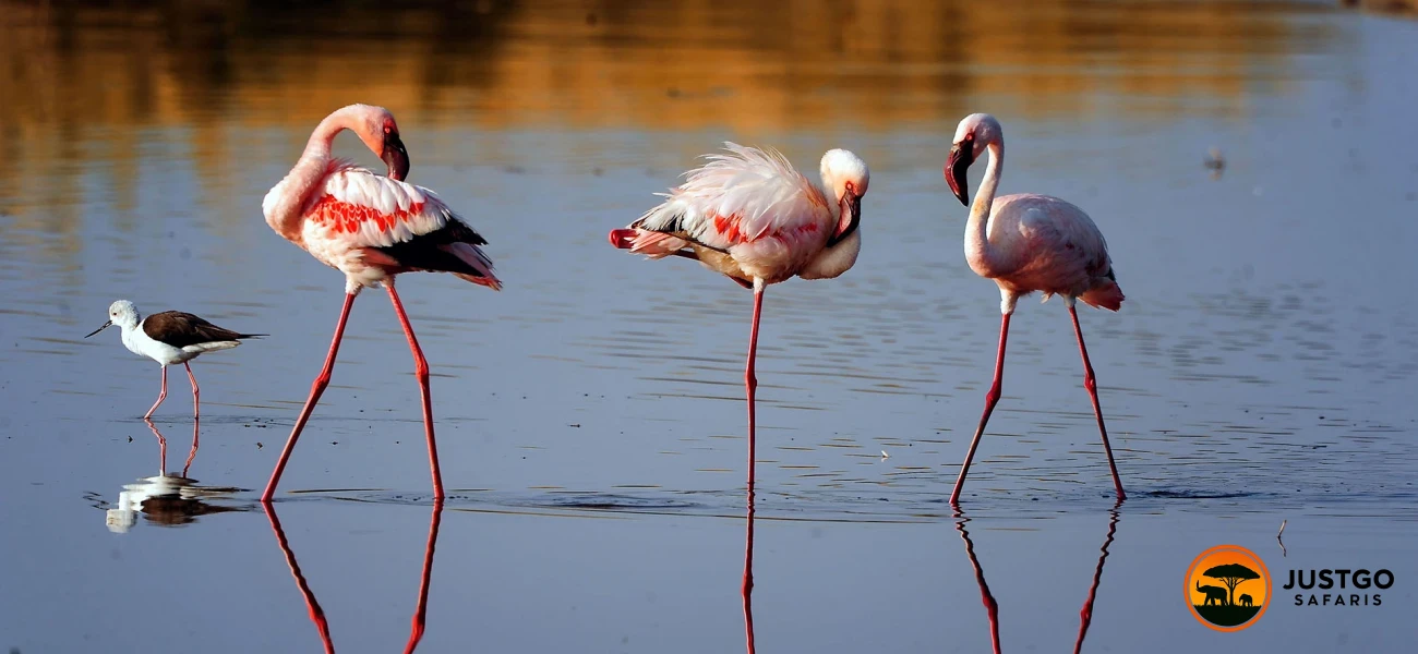 Northern Tanzania Safari &amp; Cultural Discovery