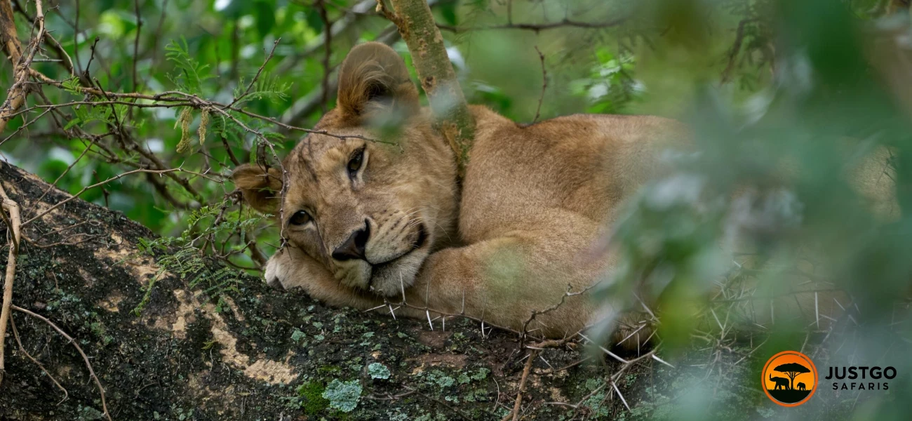 Rhythm of the Northern Wild Safari