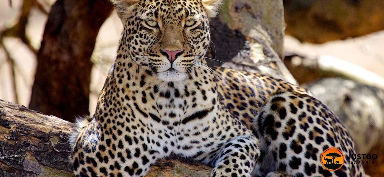 Big Five Mid-Range Family Safari Expeditions